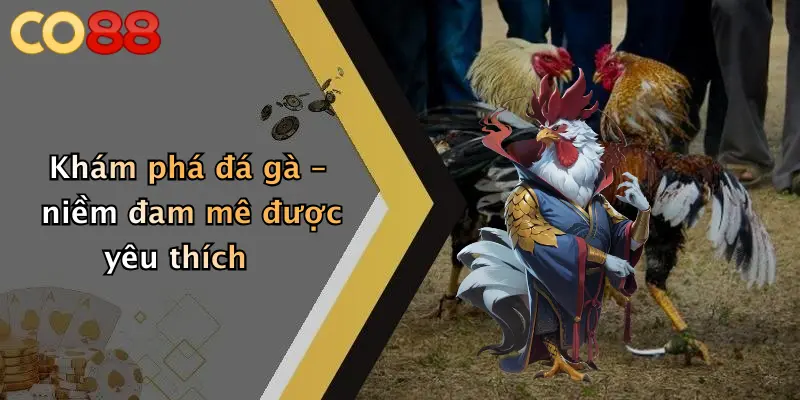 Khám phá đá gà – niềm đam mê được yêu thích